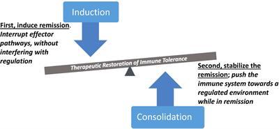 Synergistic targeting of immunologic pathways to empower durable tolerance therapies